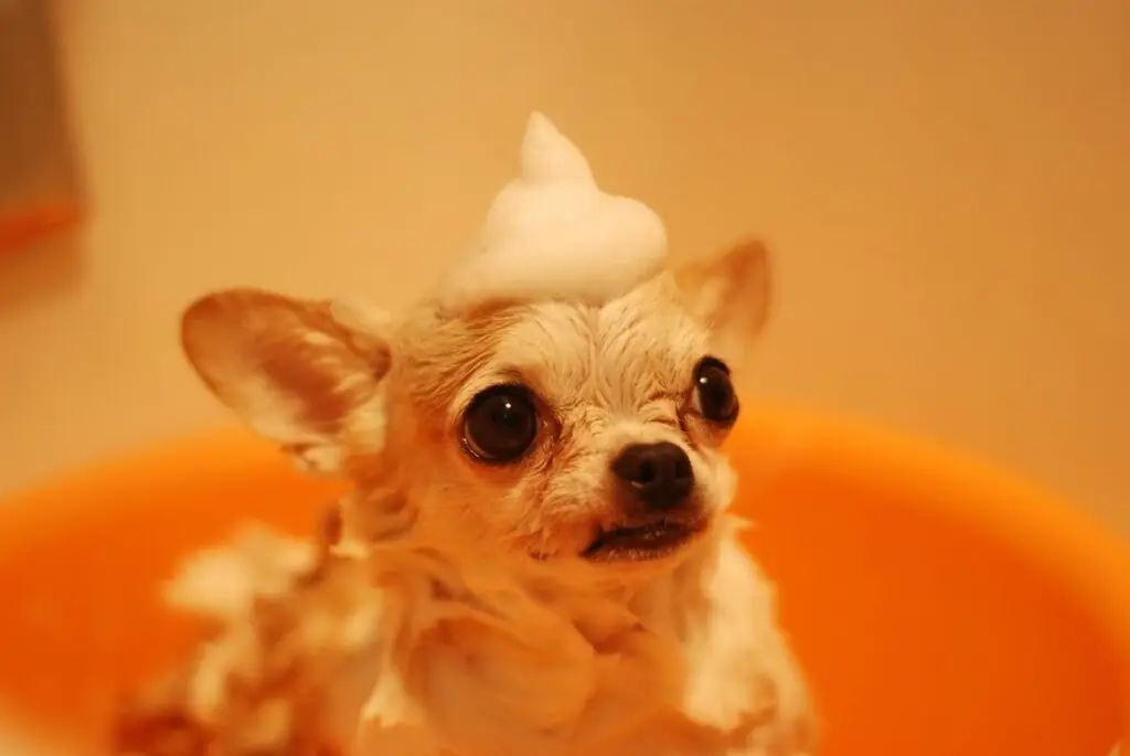 best dog shampoos