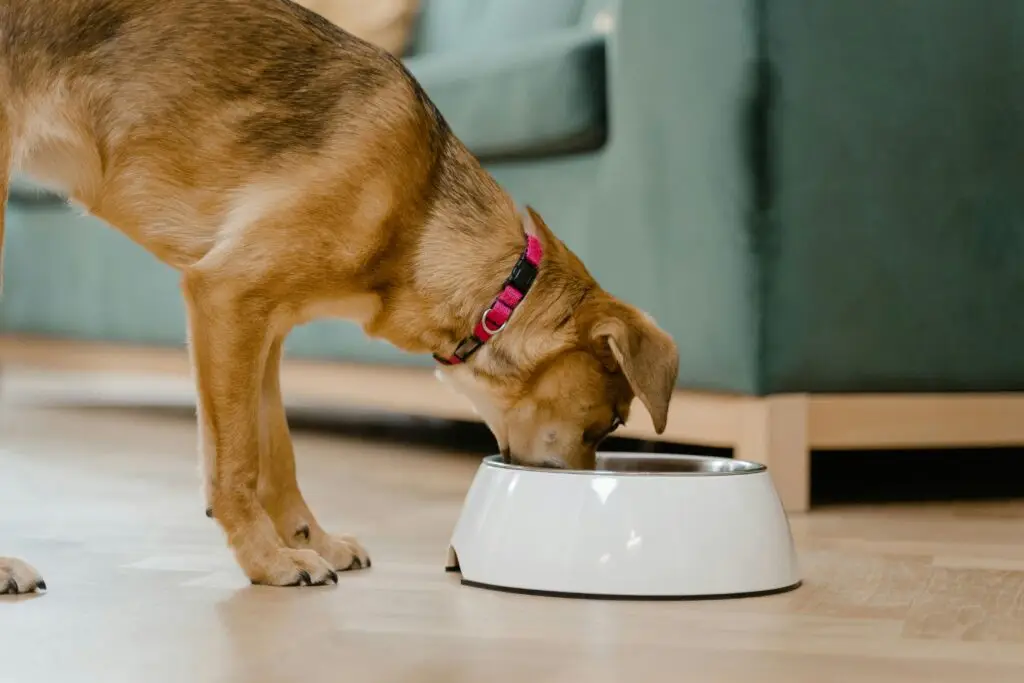 Dog slow feeders