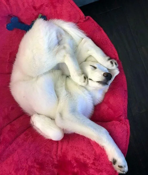 The Funniest Dog Positions That Will Make You Laugh. 30 cute white dog sleeping in a pretzel position upside down