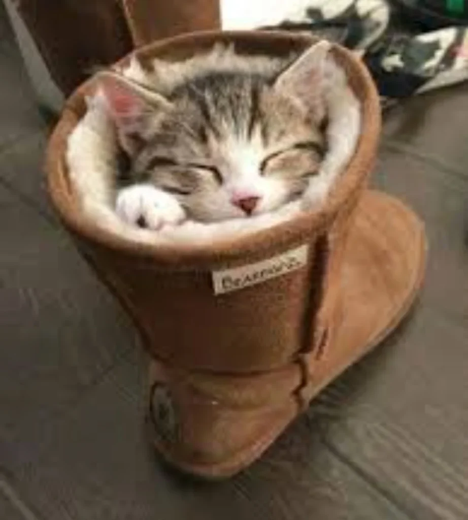 cute kitty picture of a cat sleeping in a boot