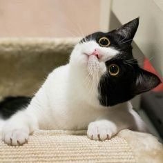 The Best Automatic Feeders for Busy Pet Parents 29 tumblr c48741dfab927478597952b922b9a537 b30b696c 250