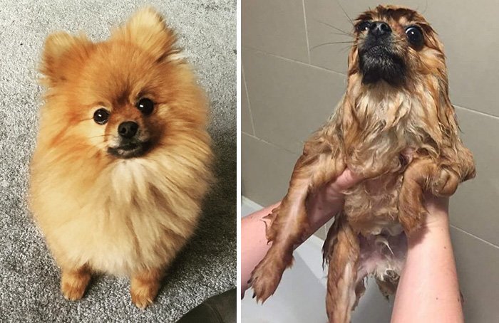 wet dogs before after bath 32 57a439aec2700 700