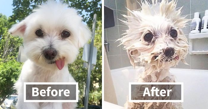 wet dogs before after bath fb6 700 png
