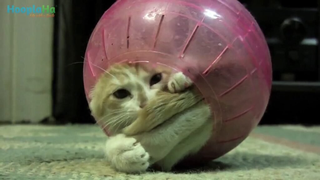 funny picture of cat in a ball