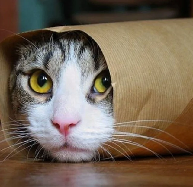 cute picture of a cat rolled in paper