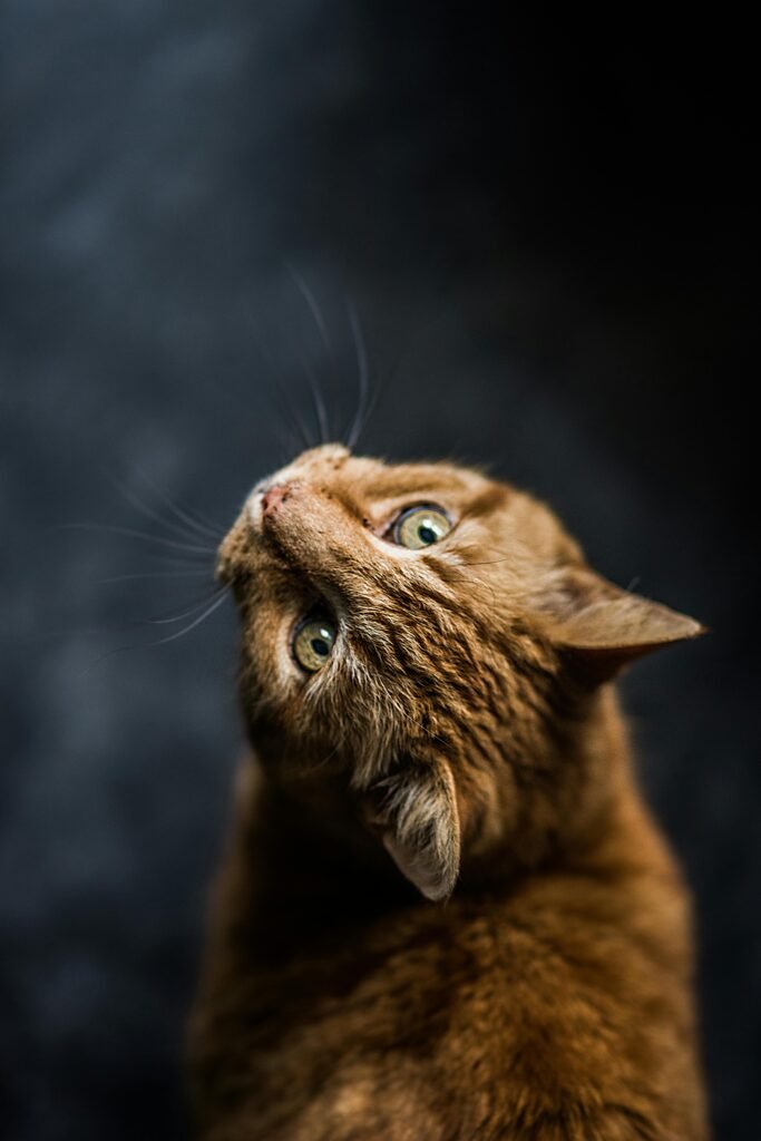 Charming tabby cat with green eyes gazing upward. Perfect for animal lovers.