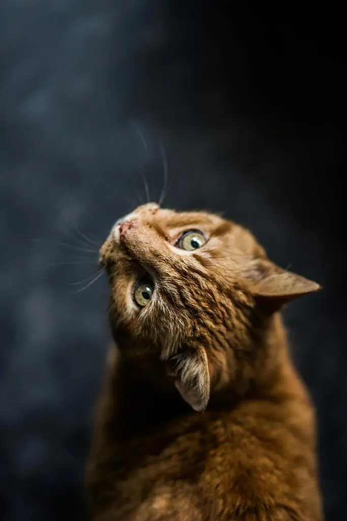 Charming tabby cat with green eyes gazing upward. Perfect for animal lovers.