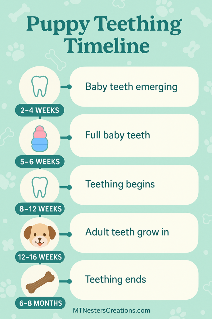 Puppy teething age timeline chart with key milestones.