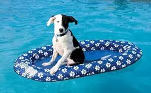 Dog lounging on a blue paw-print Spring Float in a swimming pool. The float features a mesh center and buoyant sides, designed for safe and relaxing water fun for pets. Perfect for keeping dogs cool and comfortable during summer pool days. Featured on MTNestersTechGadgets.com.