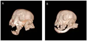 Side-by-side 3D CT scans showing a French bulldog’s jaw before and after regrowth — a powerful example featured in inspiring dog stories on The Wag Report.