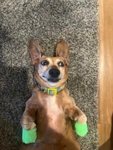 Edge, a 14-year-old dachshund, lies stretched out on the living room floor with green coban wrapped around his front paws—a reminder of why senior dogs benefit from pet health insurance.