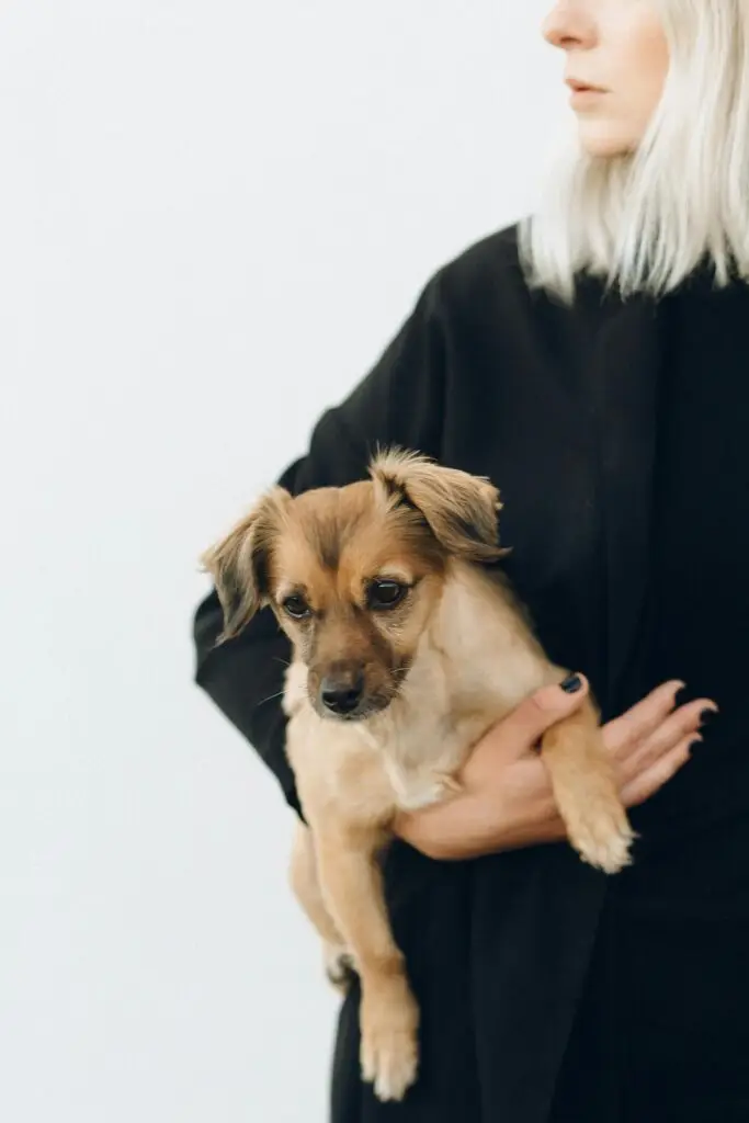 Woman holding small dog – MT Nesters Creations lifestyle blog photo pet lifestyle blog for dog owners