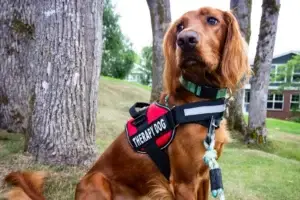 🐶 Therapy Dogs for Anxiety Relief: How Their Presence Brings Calm in a Chaotic World 2 Golden-coated therapy dog wearing a red vest outdoors, representing therapy dogs for anxiety relief and their calming role in emotional support.