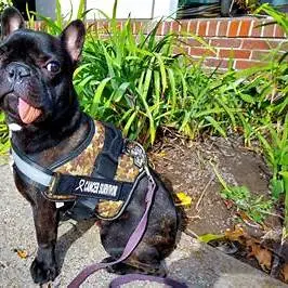 Tyson the French bulldog, a cancer survivor in his vest, featured in The Wag Report’s inspiring dog stories about recovery and resilience.