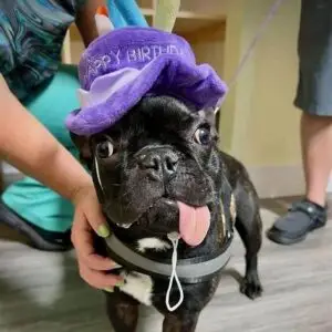 French bulldog puppy Tyson wearing a birthday hat after recovering from cancer — part of inspiring dog stories featured in The Wag Report.