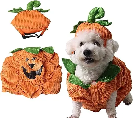 Adorable small white dog wearing a classic pumpkin outfit with green leaf details — one of the best dog Halloween costumes 2025 for festive celebrations.