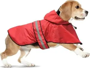 Beagle wearing a bright red waterproof dog raincoat with hood and reflective safety stripes — a practical choice in fall essentials for dogs 2025.